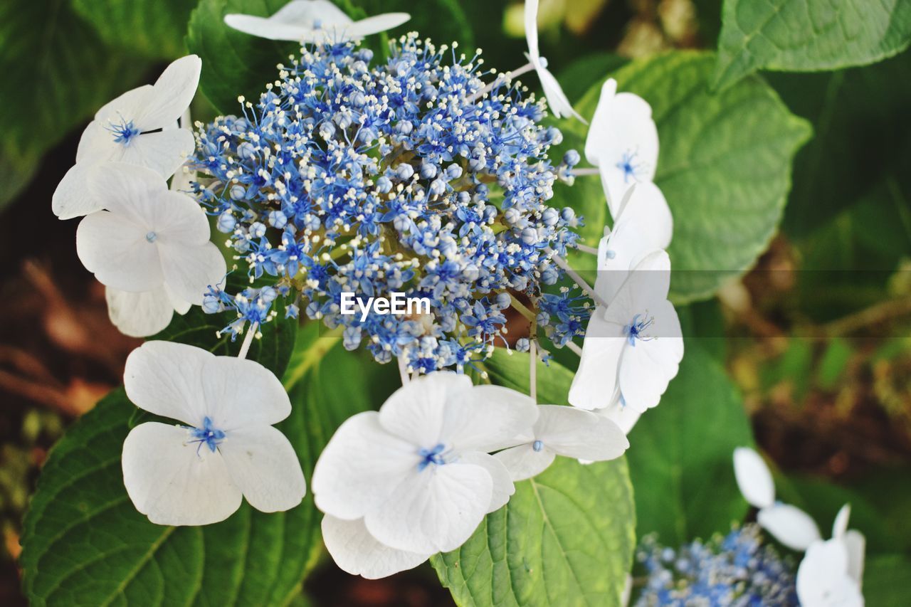 Close-up of white flowering plant