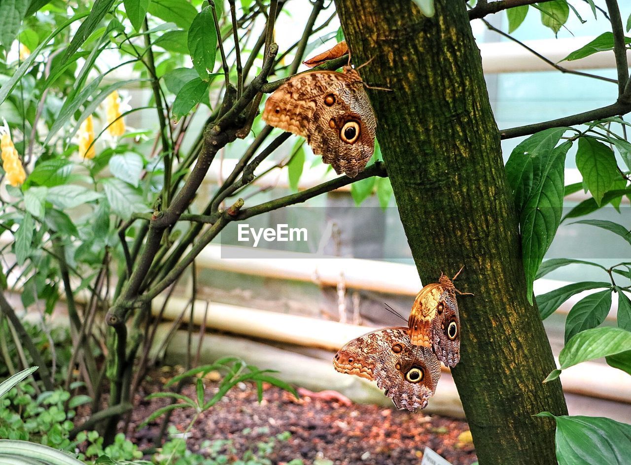 CLOSE-UP OF BUTTERFLY ON TREE TRUNK