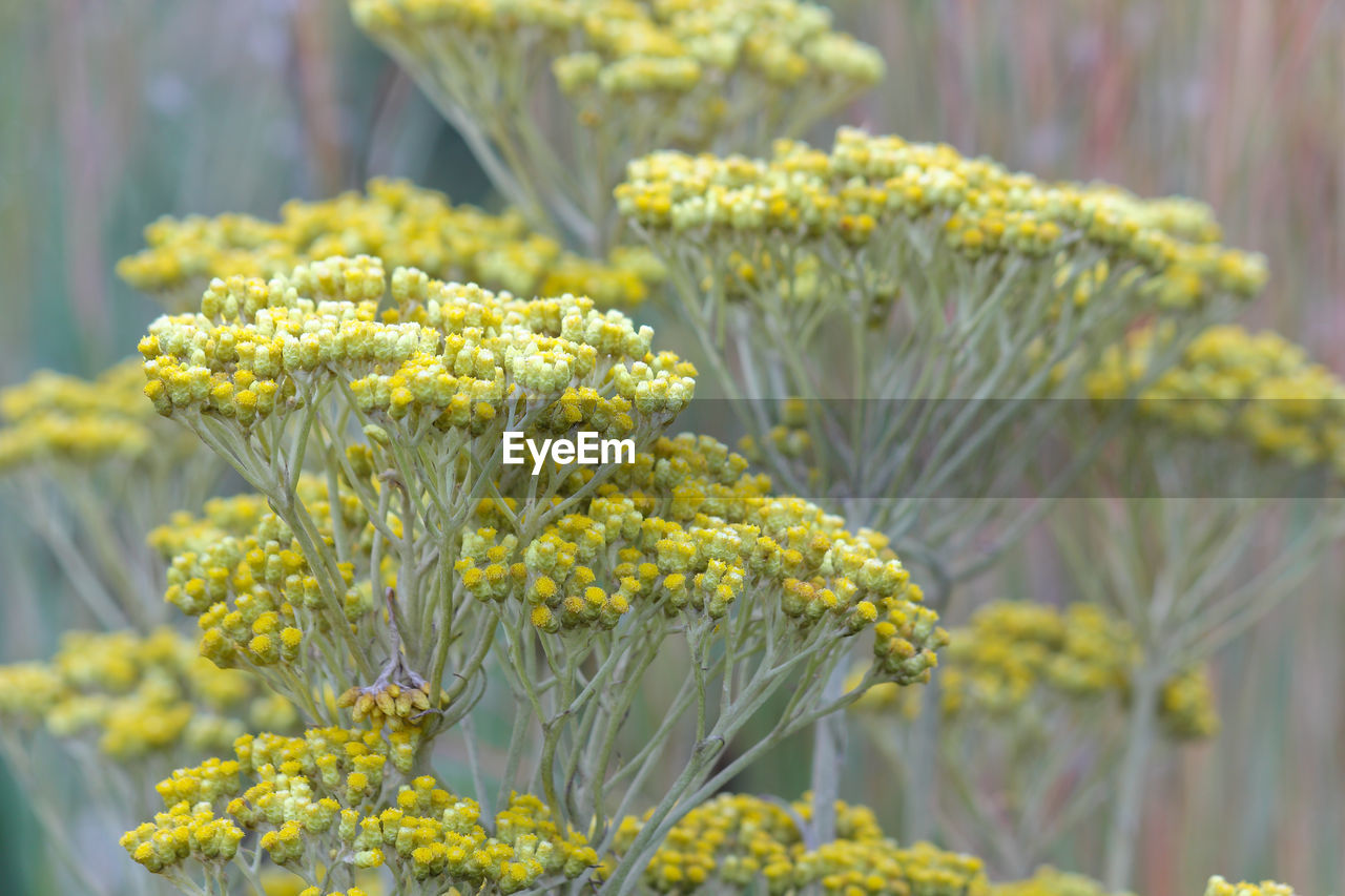 yellow, plant, flower, flowering plant, freshness, beauty in nature, growth, nature, close-up, focus on foreground, no people, wildflower, common tansy, fragility, day, outdoors, rapeseed, produce, food and drink, food, selective focus, vegetable, flower head, blossom, garden, agriculture, botany, green, yarrow, herb, inflorescence, springtime