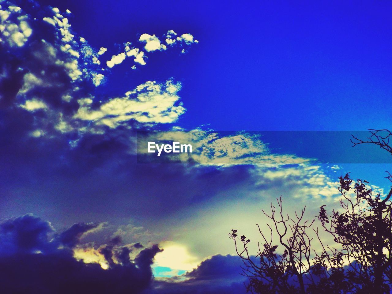 LOW ANGLE VIEW OF TREES AGAINST BLUE SKY