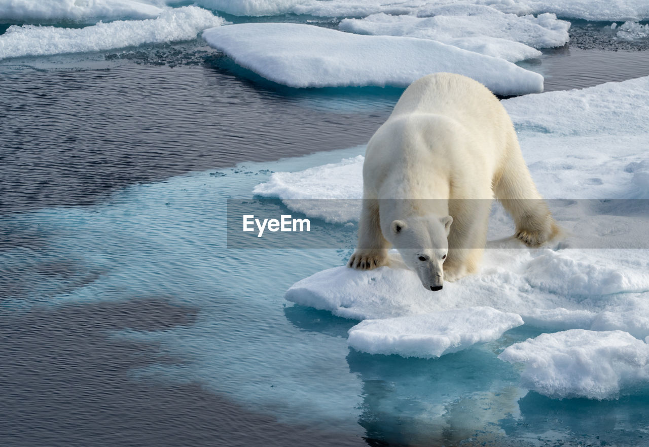 Polar bear standing on frozen sea