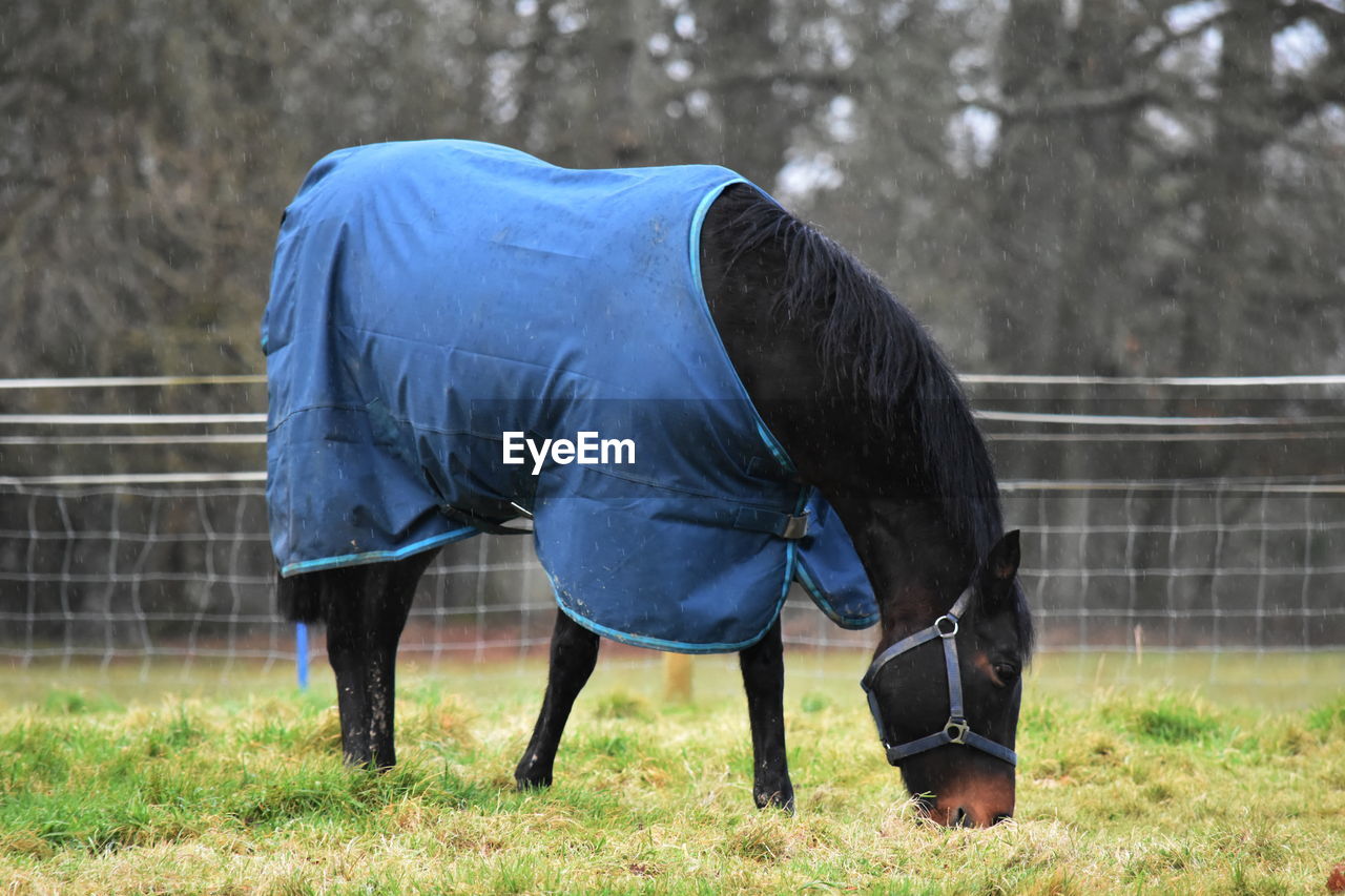 Horse Life Nature Nature Photography Rainy Days West Sussex Horse Horse Photography  Nature_collection Rainy Day A Sustainable Life