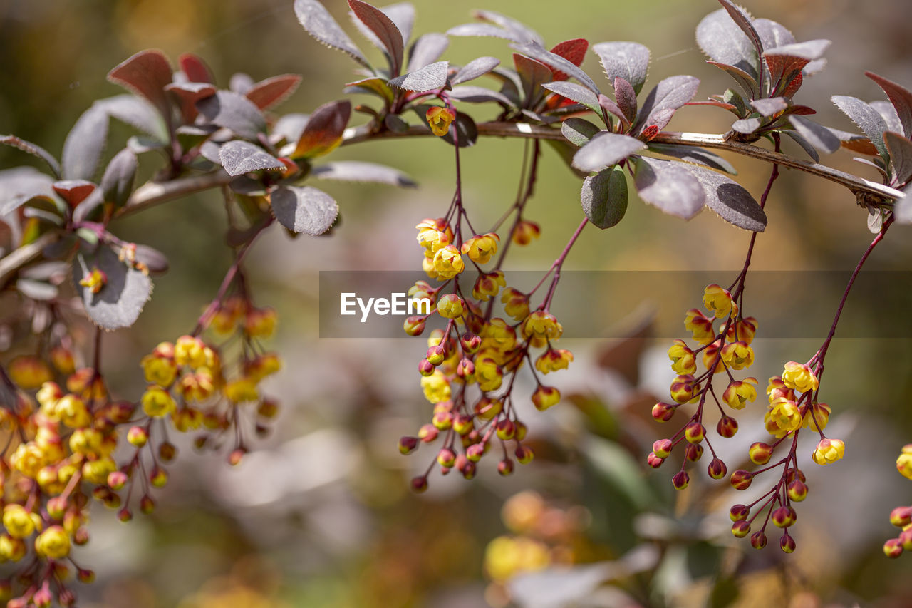 Blooming branch at spring garden against unfocused green grass background in bulgaria.