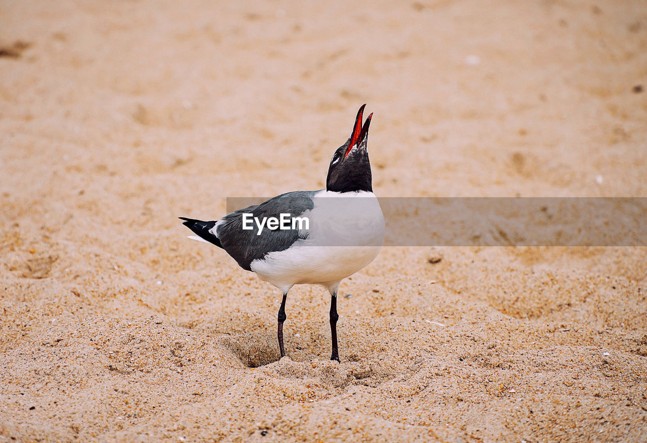 High angle view of bird on beach