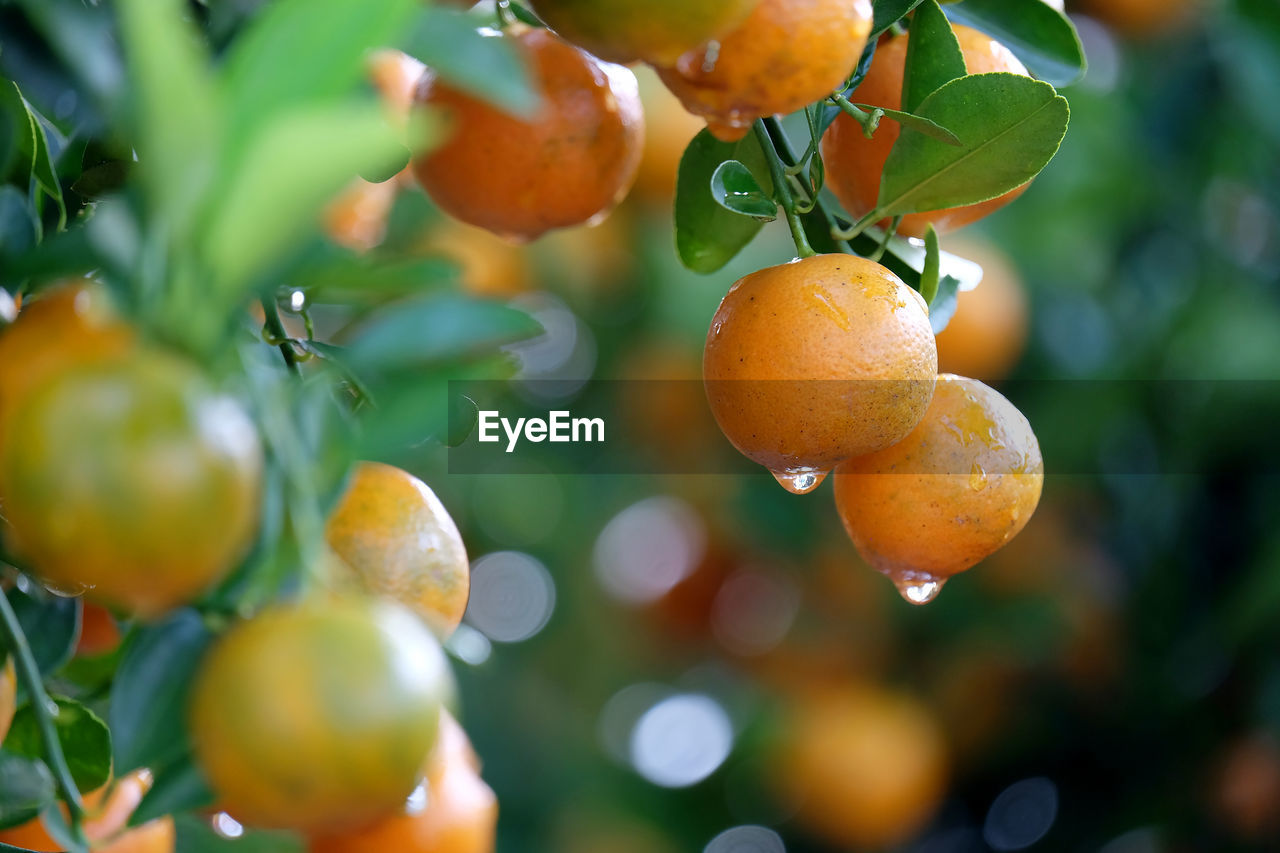 CLOSE-UP OF ORANGE BERRIES ON TREE