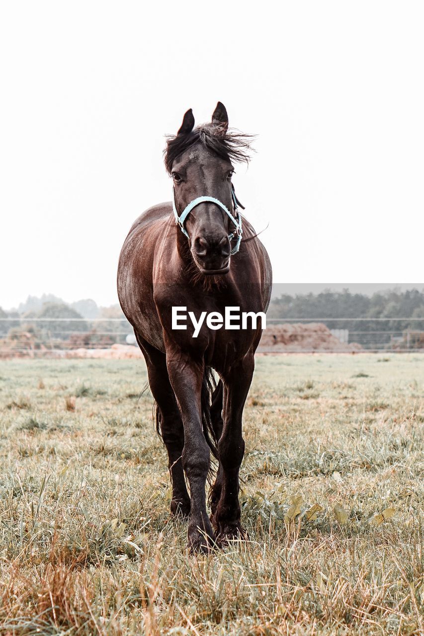 horse standing on field