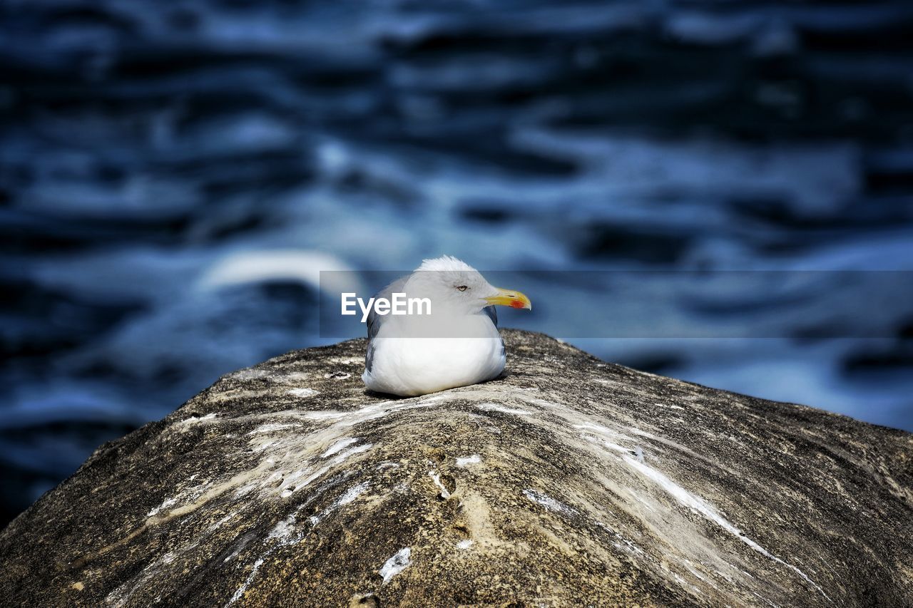 Seagull perching on rock