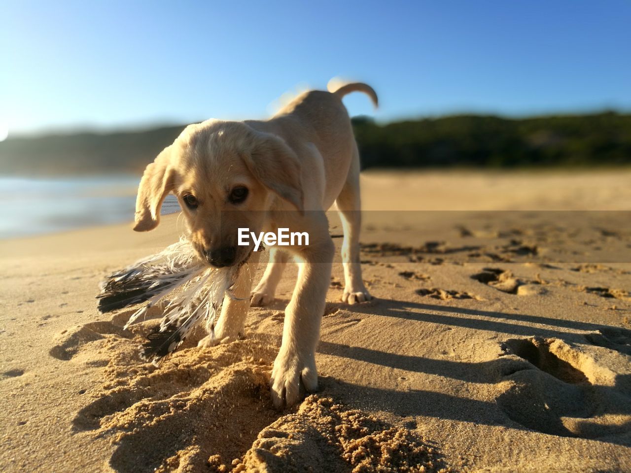 DOG ON SAND