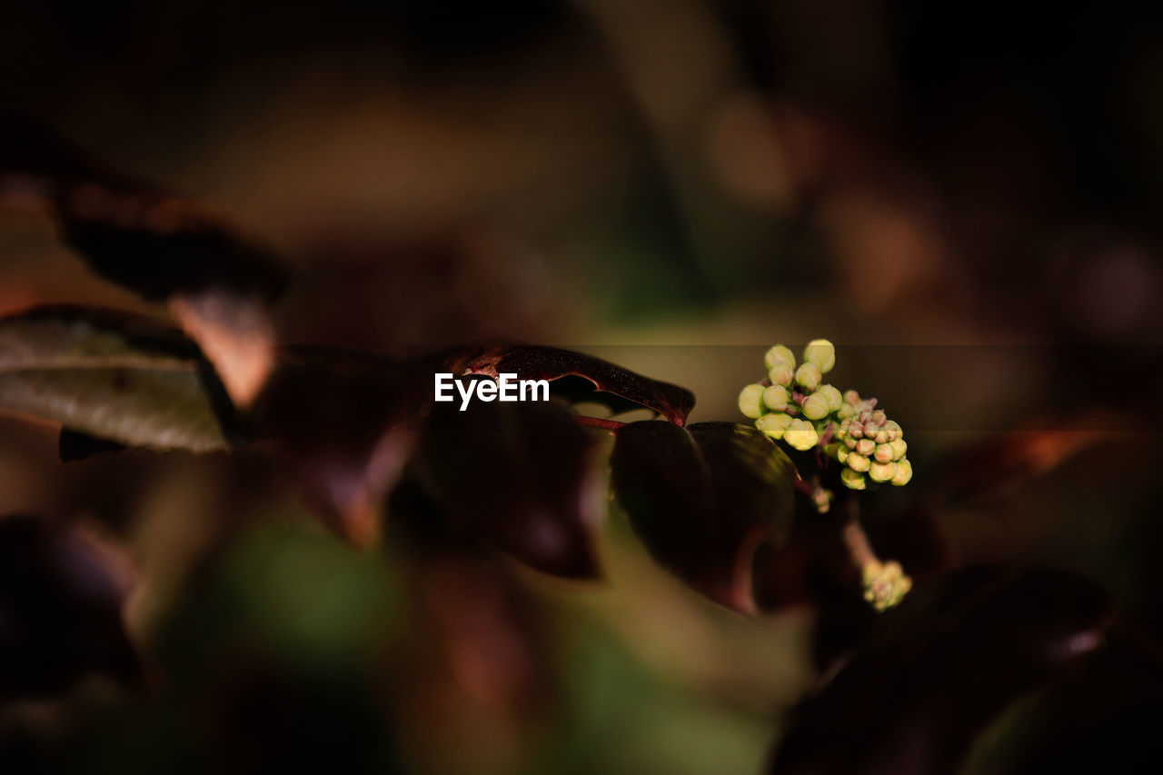 Beautiful Buds Growth Plant Tree Beauty In Nature Beauty In Nature Blooming Blossoms  Bud Change Close-up Day Flower Garden Nature No People Outdoors Roses Season  Selective Focus Spring Springtime Springtime Blossoms