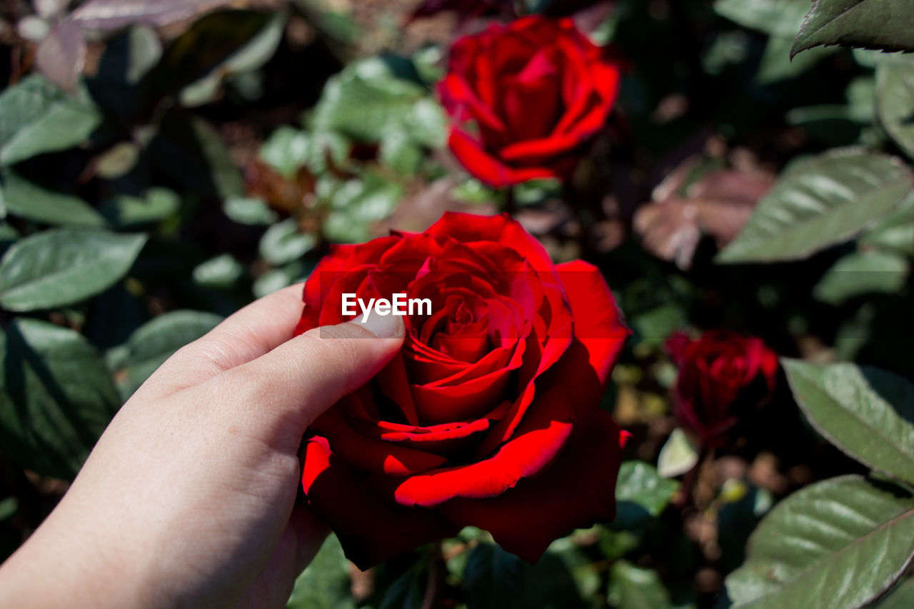 Close-up of woman hand touching red rose outdoors