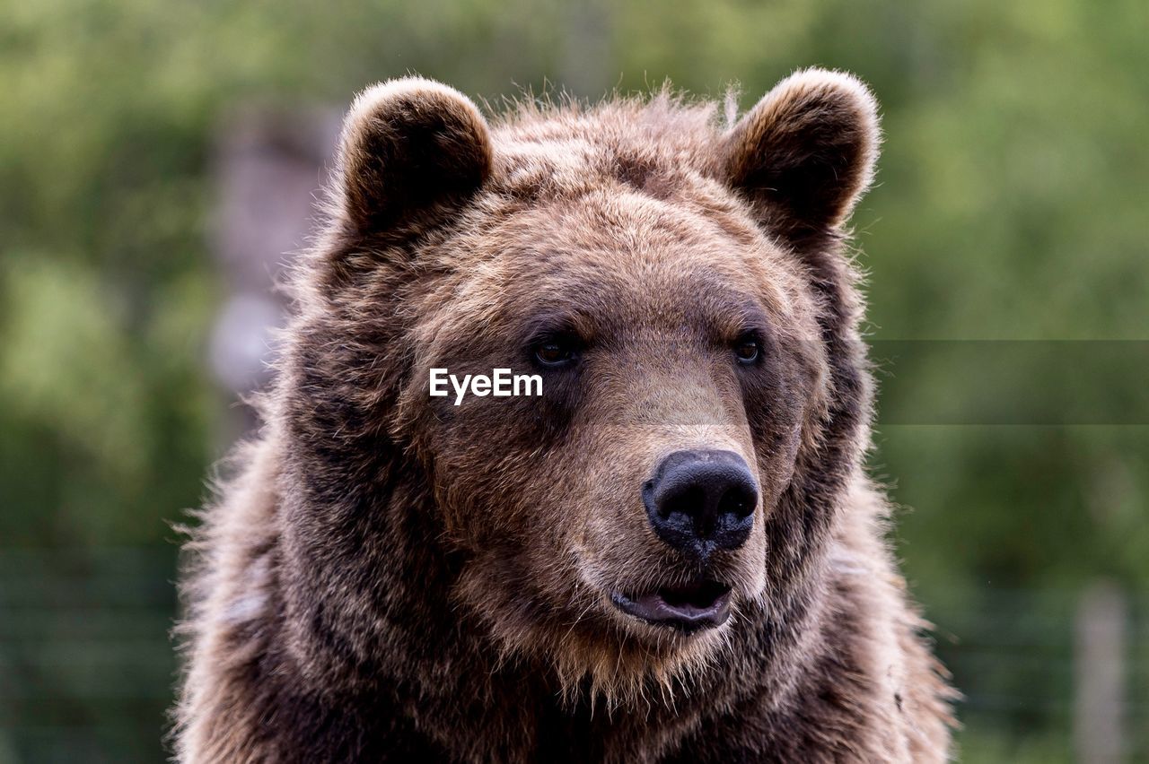 Close-up portrait of a brown bear