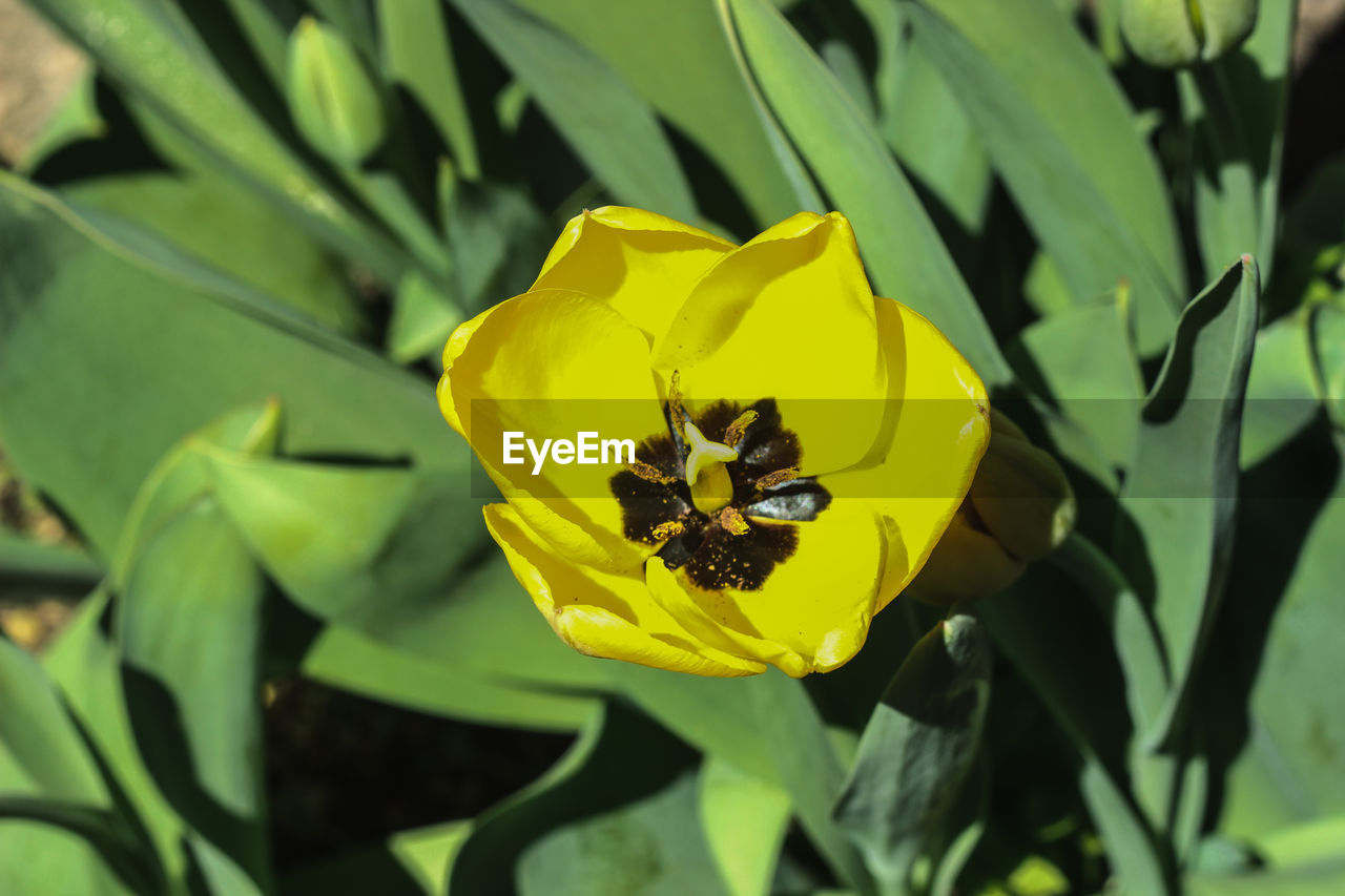 HIGH ANGLE VIEW OF YELLOW POLLINATING ON FLOWER