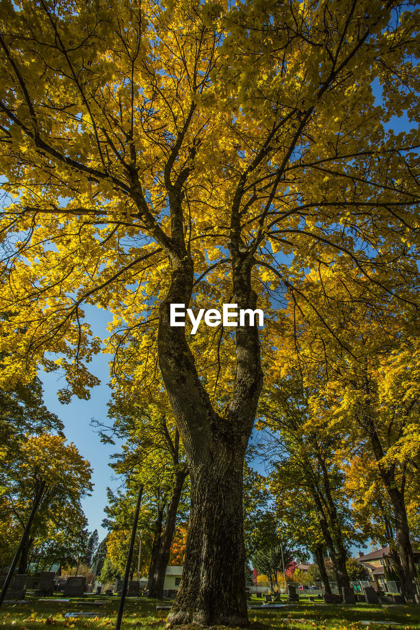 LOW ANGLE VIEW OF TREE AGAINST SKY