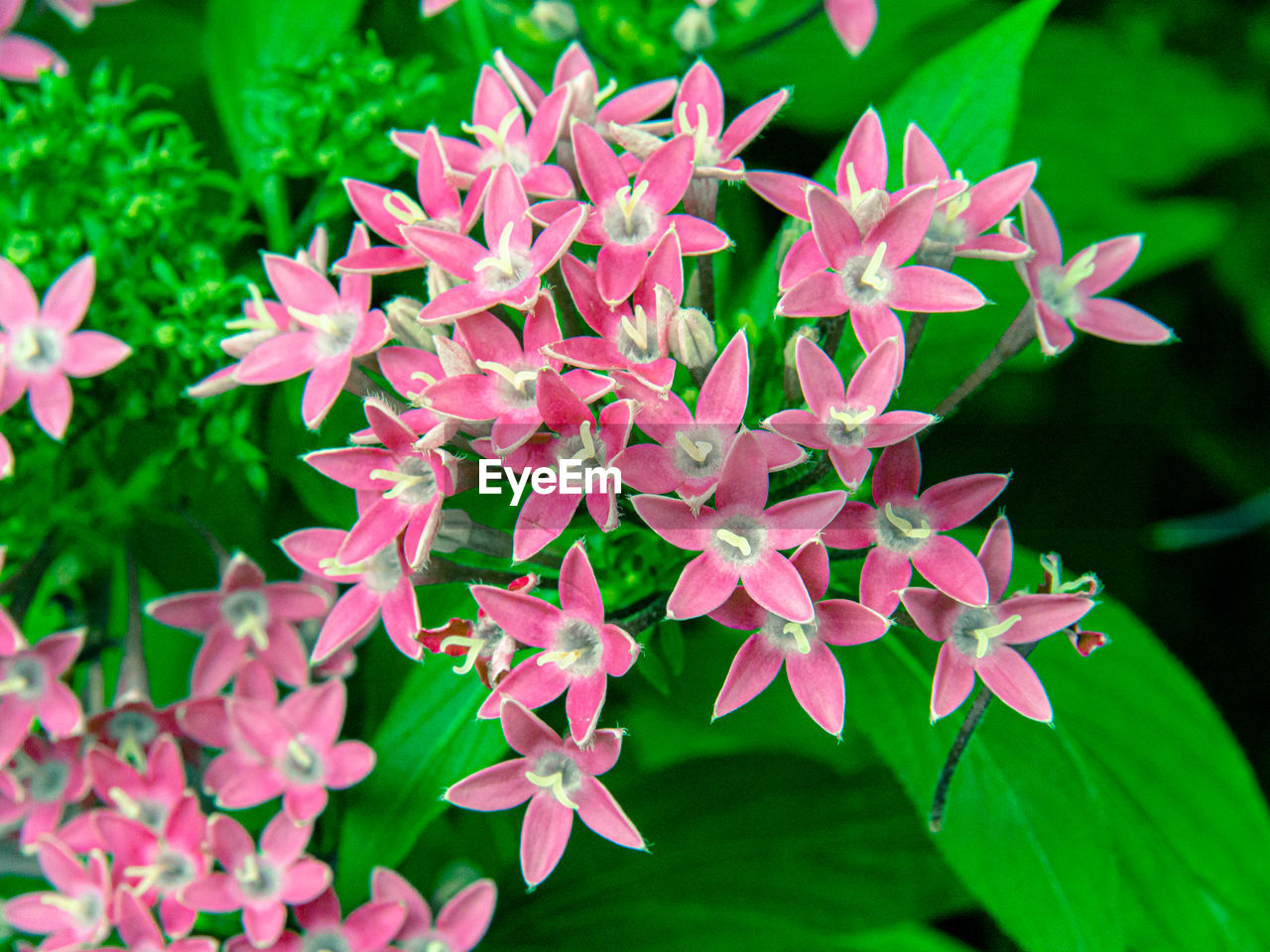 Close-up of red flowering plant leaves