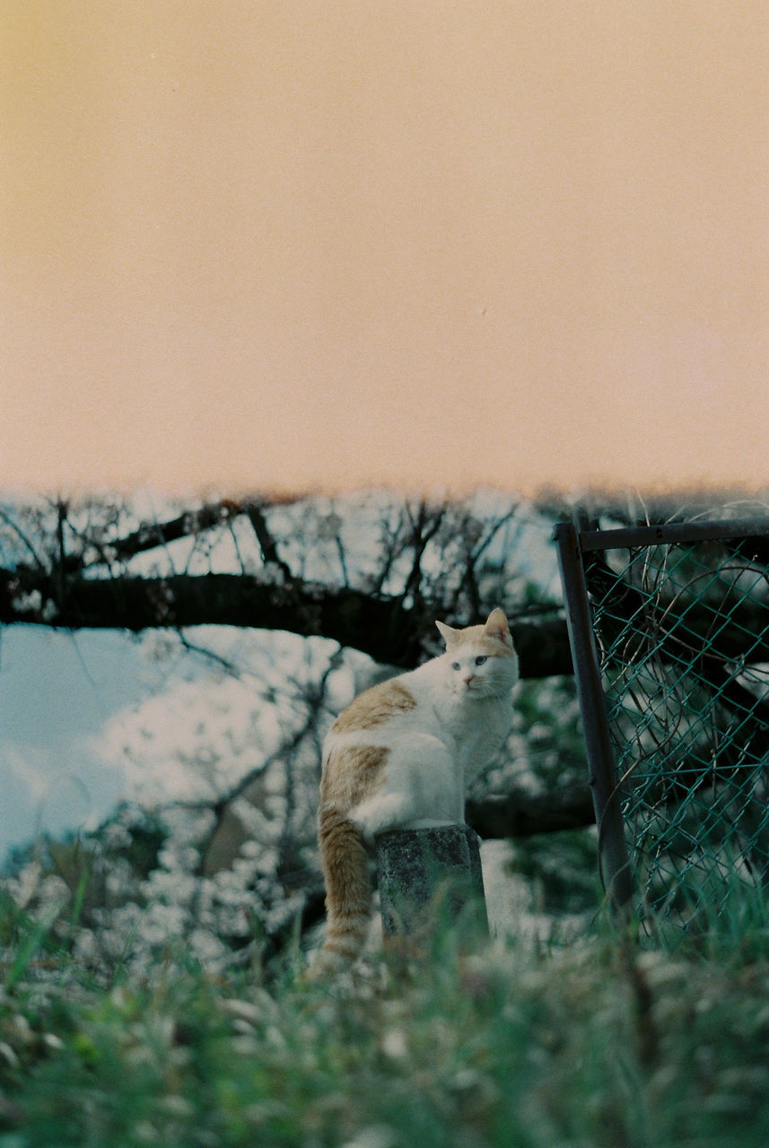 animal, animal themes, mammal, one animal, carnivore, cat, no people, nature, plant, dog, pet, domestic animals, animal wildlife, wildlife, sky, feline, day, branch, outdoors, selective focus, fence, standing, winter, grass, tree