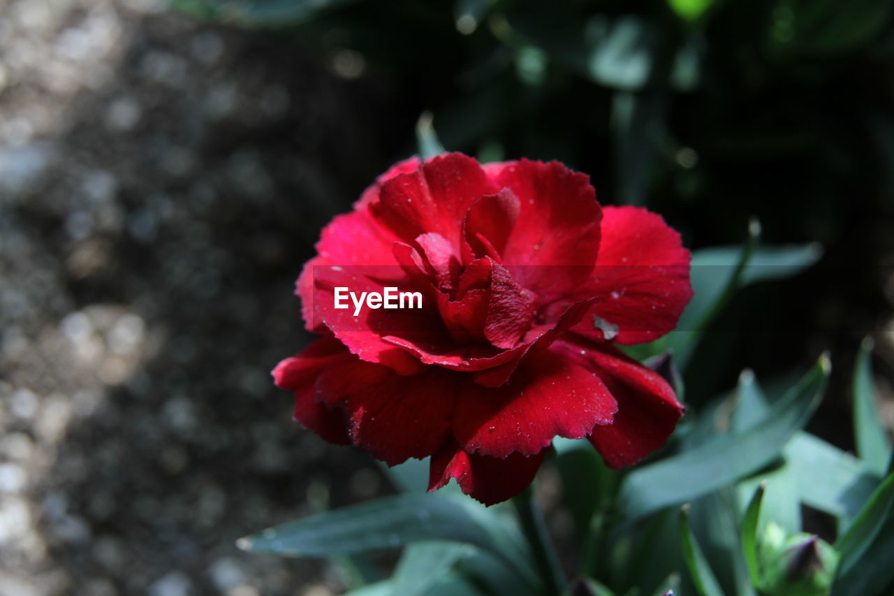 CLOSE-UP OF RED ROSE IN BLOOM