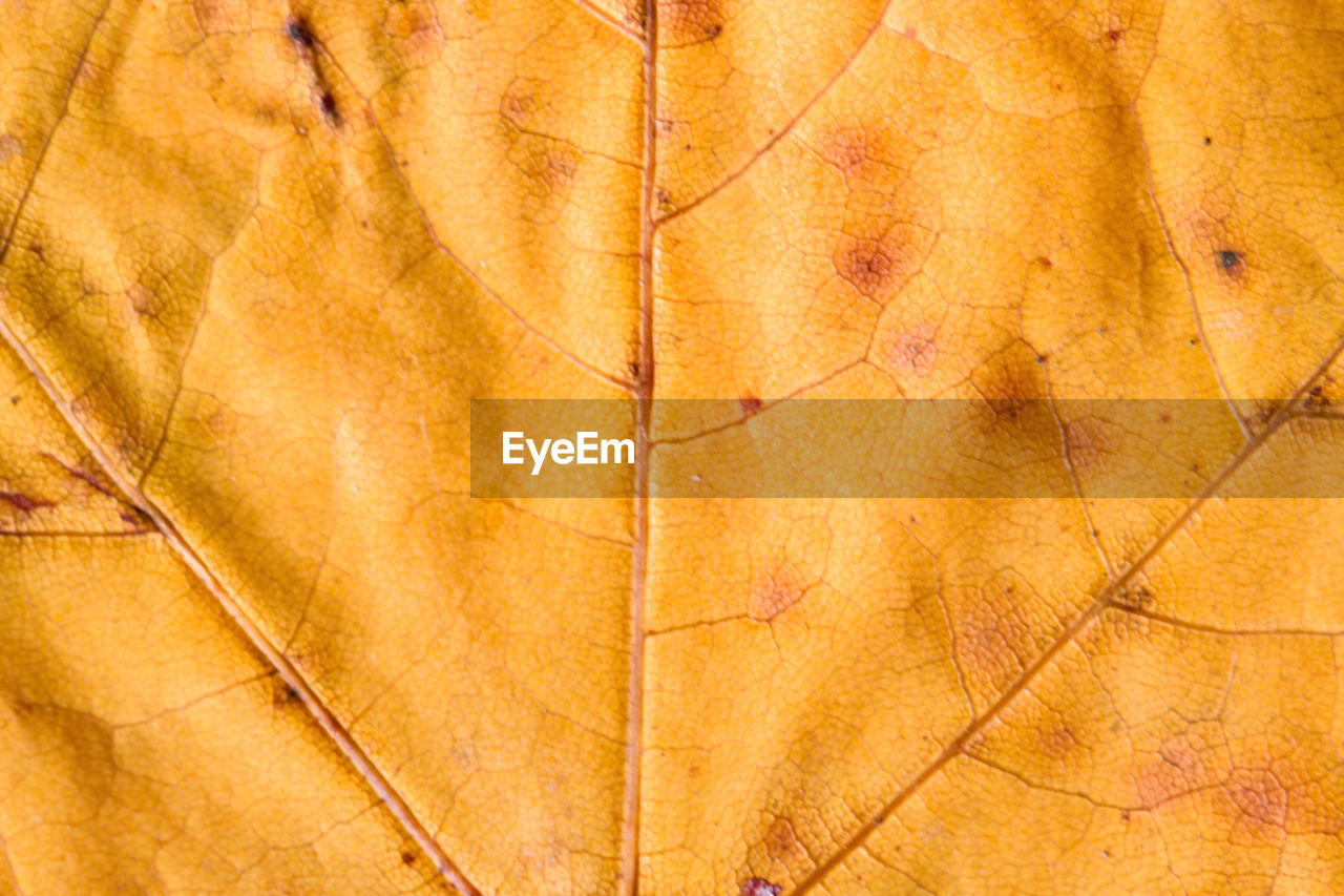 FULL FRAME SHOT OF LEAF ON SAND