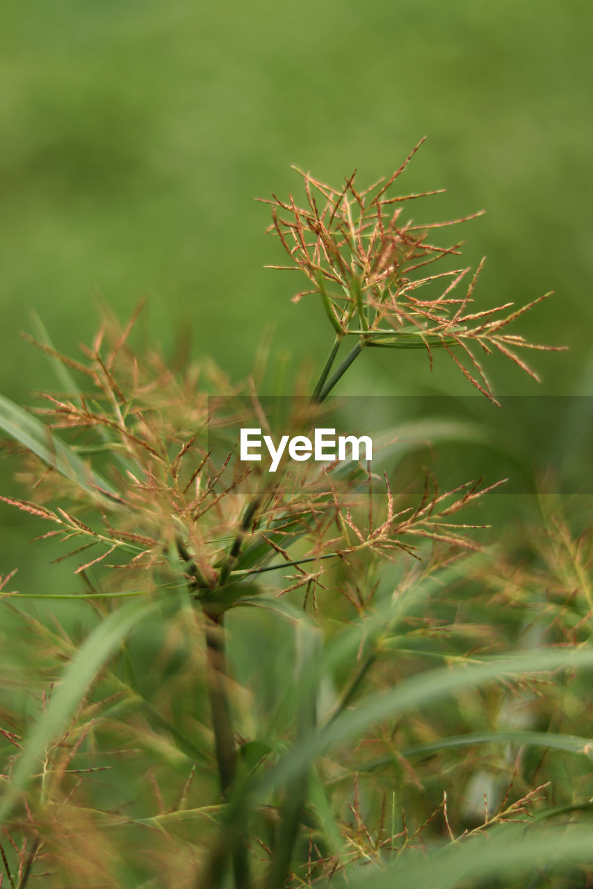 Close-up of plant on field