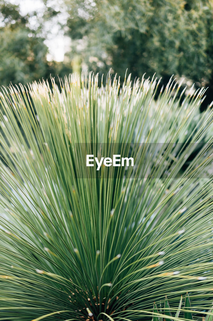 tree, plant, grass, flower, nature, green, leaf, growth, no people, beauty in nature, day, close-up, outdoors, focus on foreground, palm tree