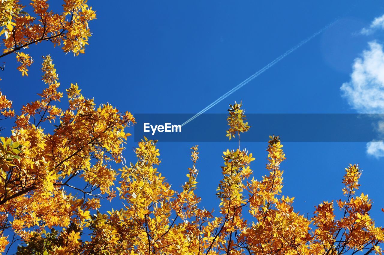 Low angle view of trees against blue sky