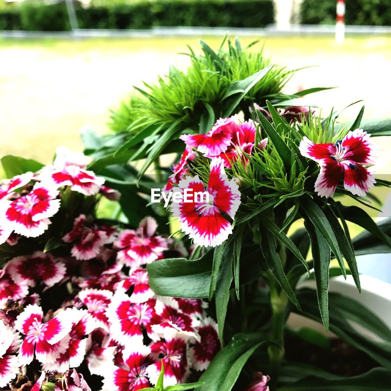 CLOSE-UP OF FLOWERS GROWING IN PLANT