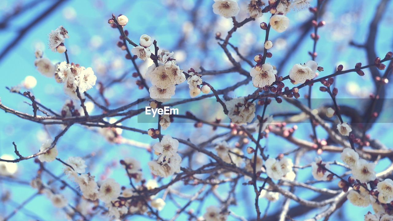 Low angle view of white flowers growing on tree