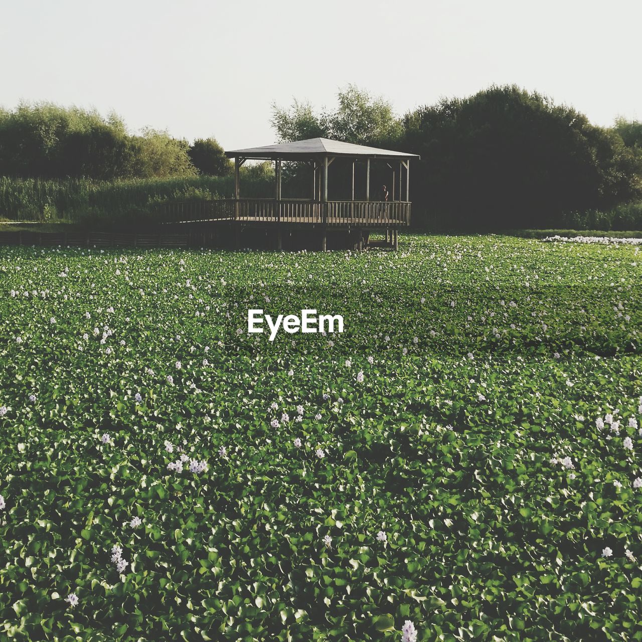 Plants growing on field against trees