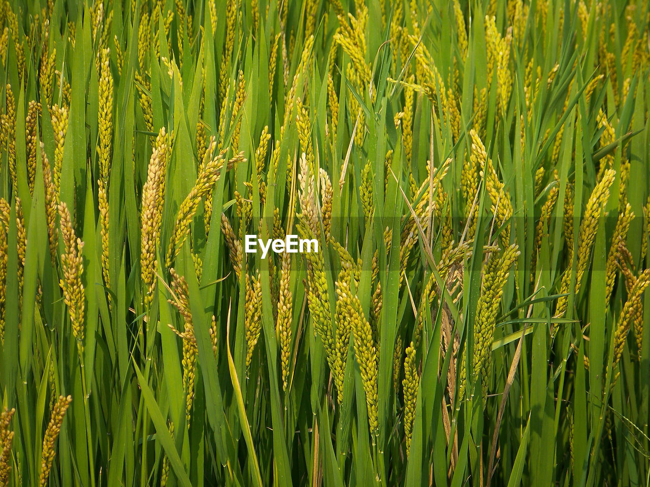 Full frame shot of crops growing on field