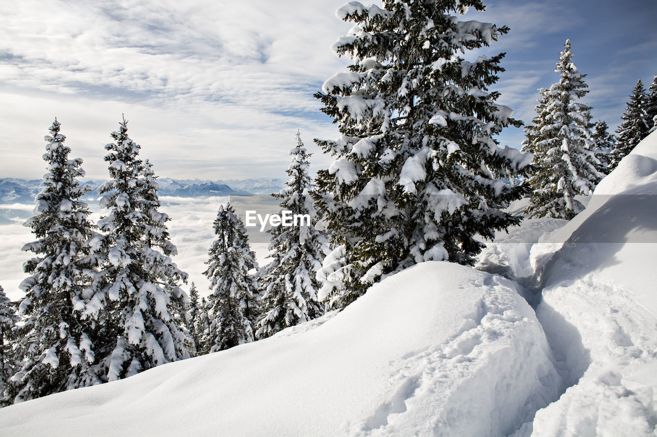 Snow covered pine trees against sky