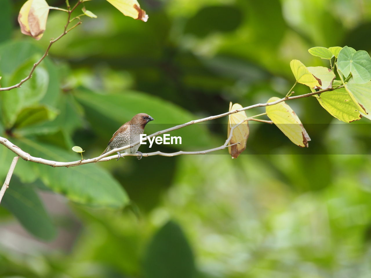 VIEW OF BIRD PERCHING ON TREE