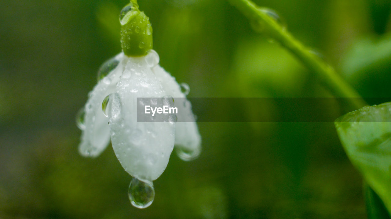 CLOSE-UP OF RAINDROPS ON WHITE FLOWER BLOOMING OUTDOORS