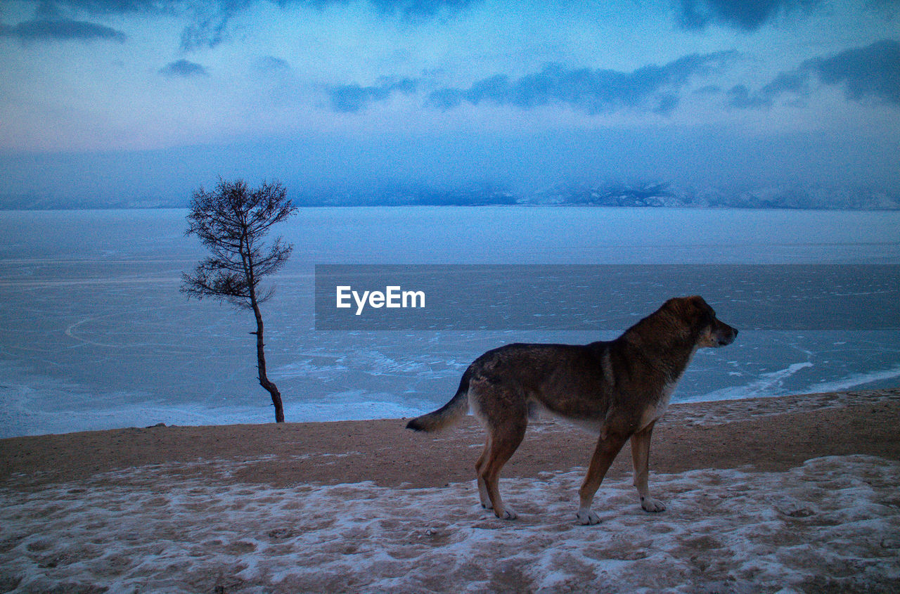 Dog at beach near tree against sky during winter