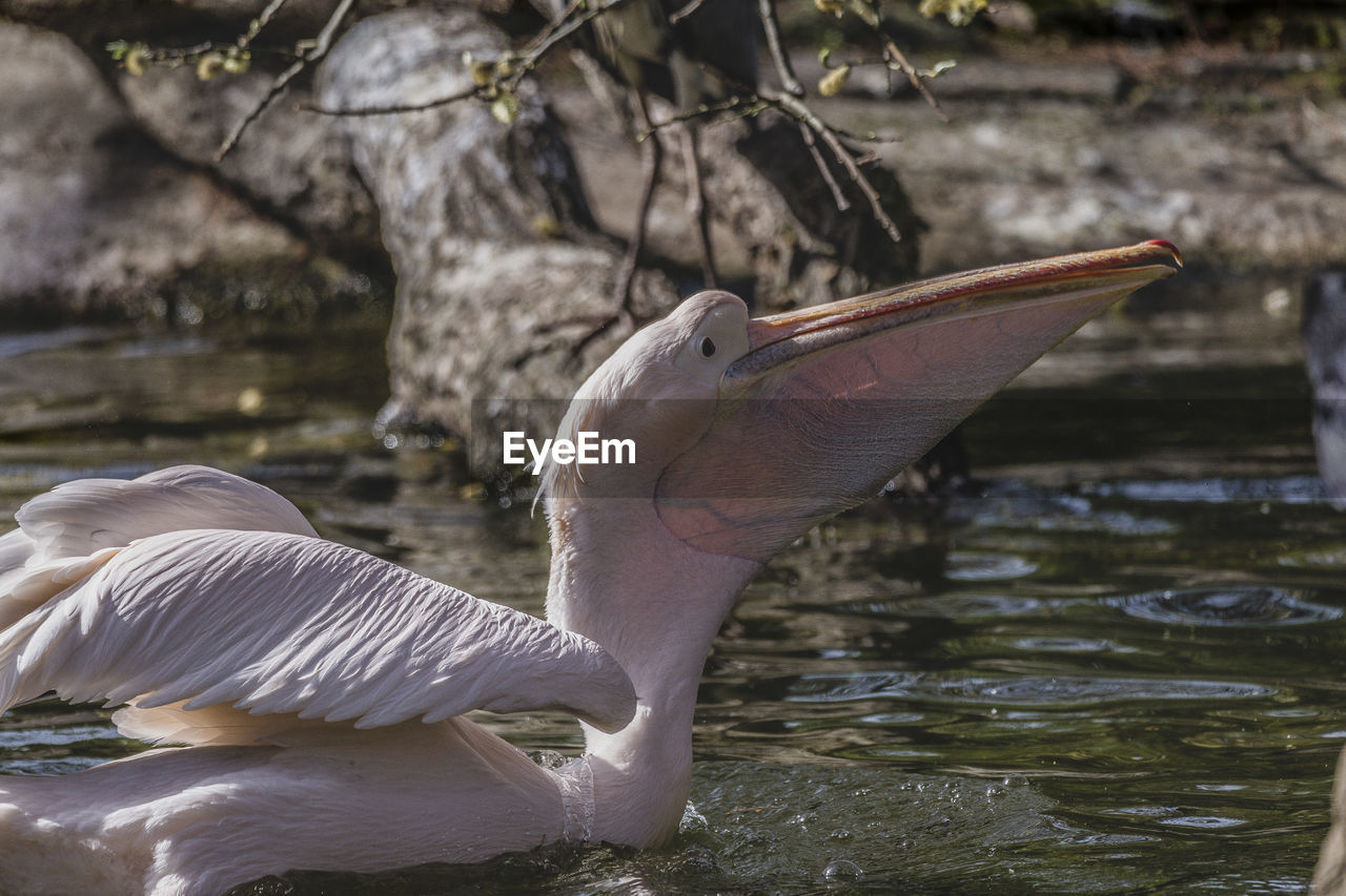 Pelican in lake