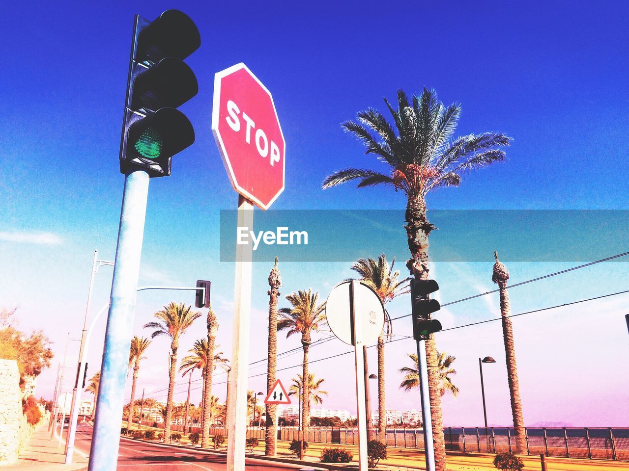 Low angle view of traffic signal and palm trees against blue sky