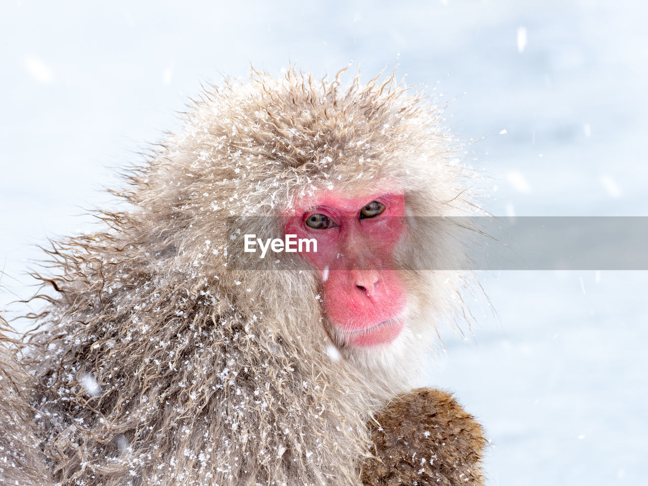 View of monkey on snow