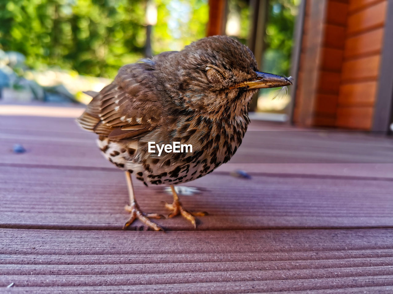 CLOSE-UP OF A BIRD PERCHING ON WOODEN TABLE