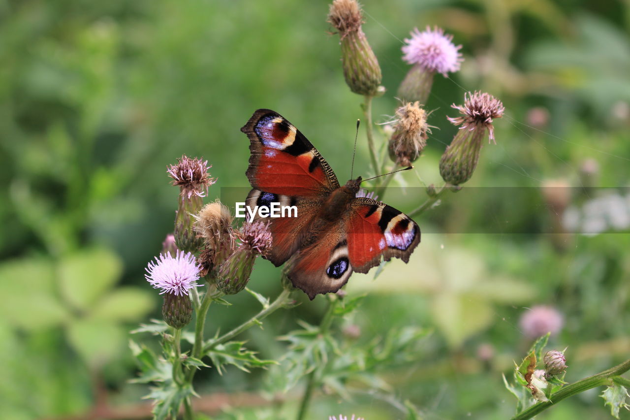 CLOSE-UP OF BUTTERFLY POLLINATING ON PURPLE FLOWERING PLANT