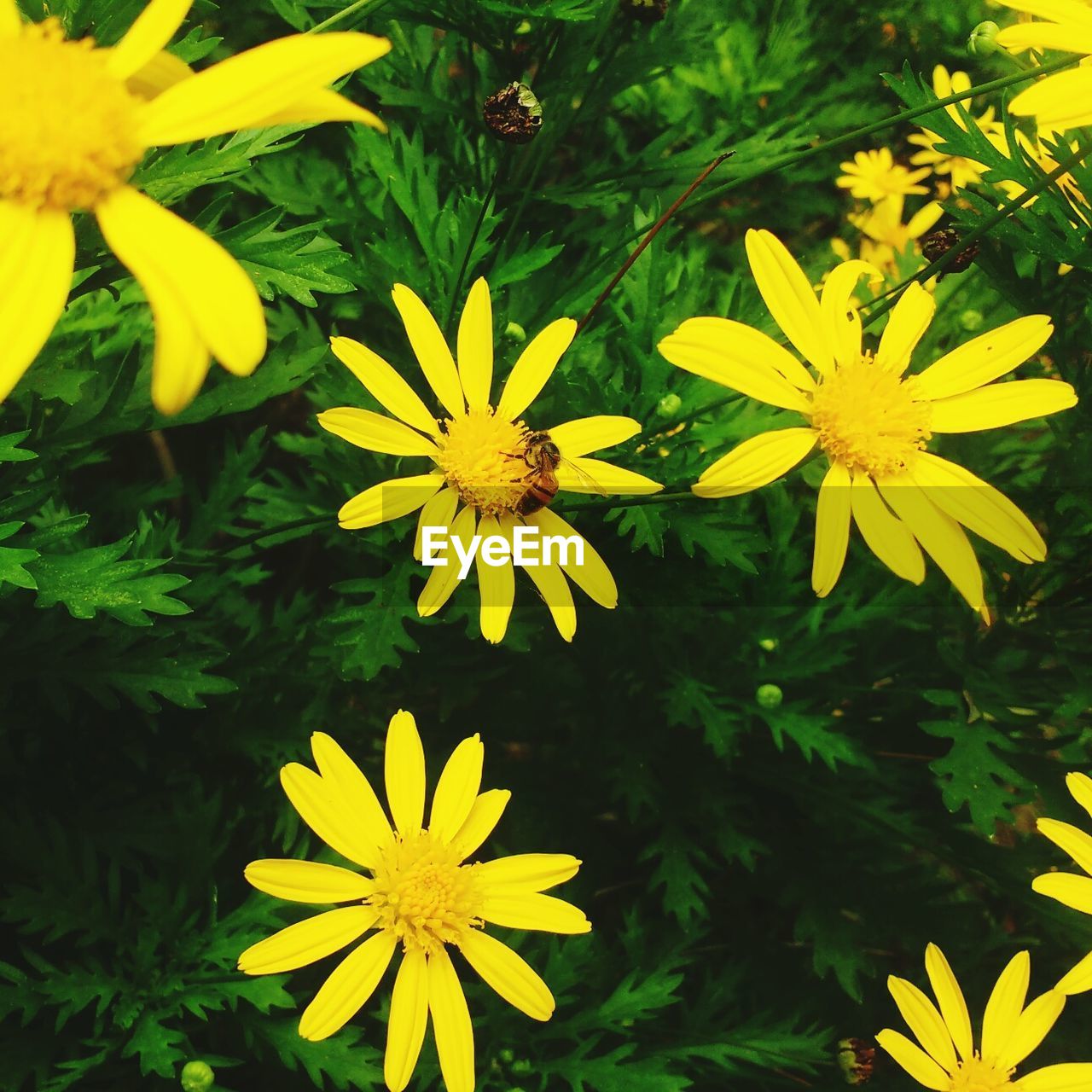 CLOSE-UP OF YELLOW FLOWER BLOOMING OUTDOORS