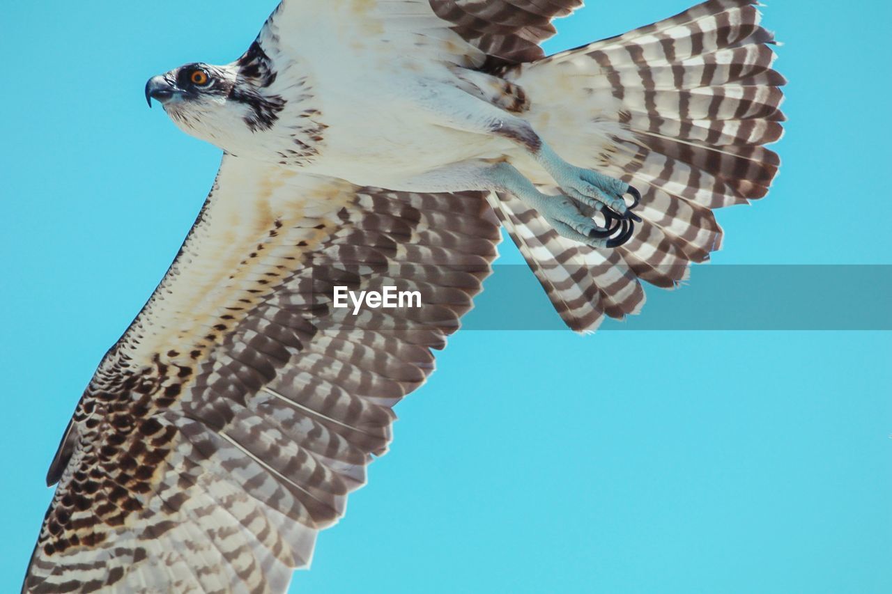 LOW ANGLE VIEW OF BIRD FLYING IN SKY