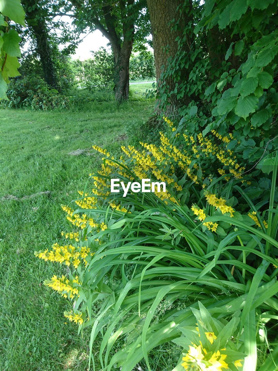 SCENIC VIEW OF FLOWERING PLANTS ON FIELD