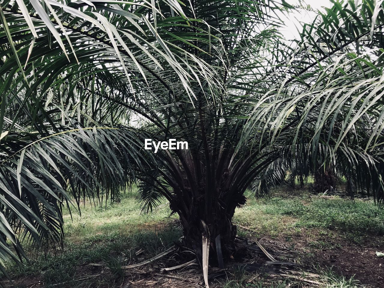 VIEW OF PALM TREES IN THE FOREST