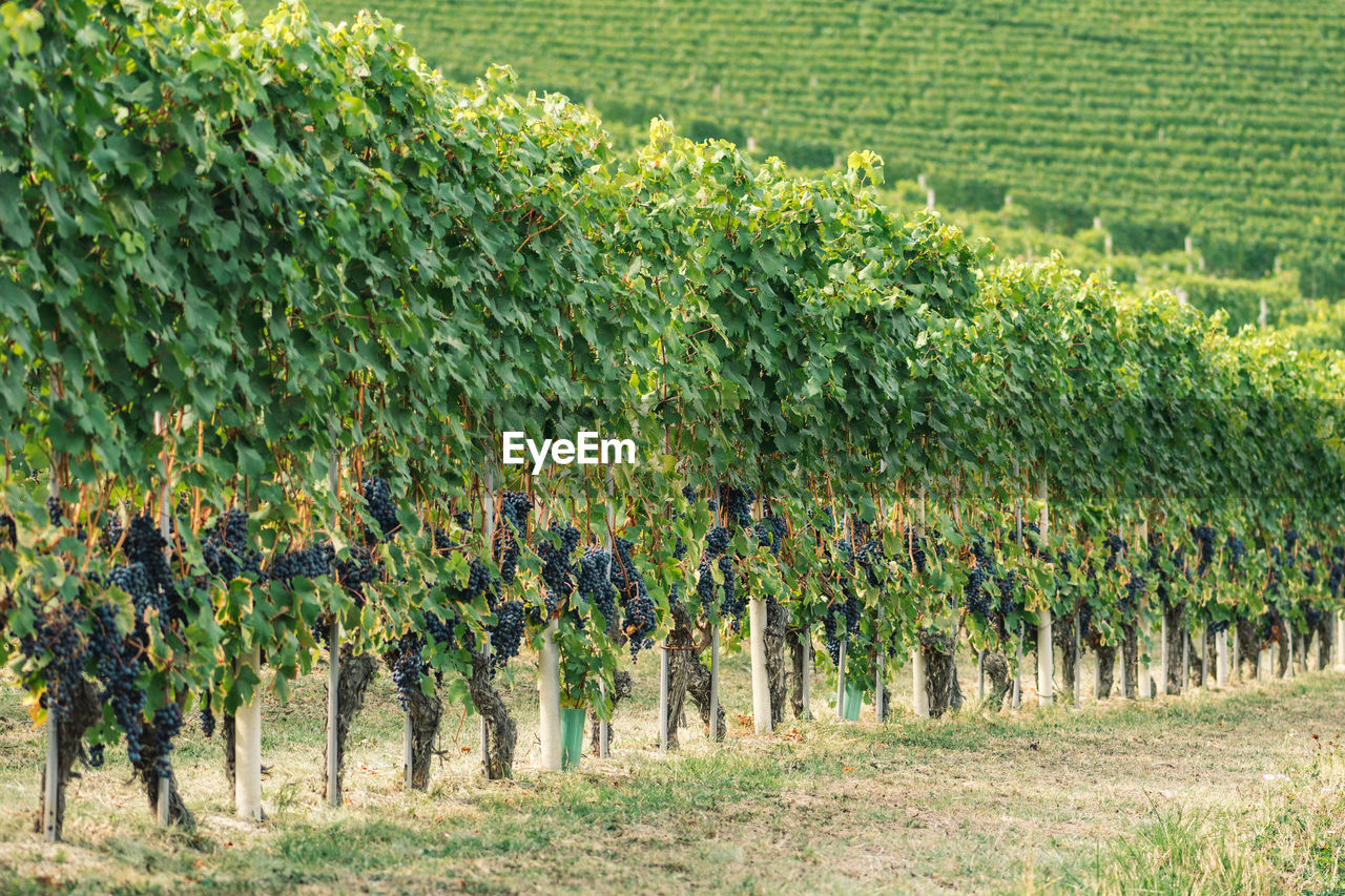 Rows of vines of black nebbiolo grapes with green leaves in the vineyards, piemonte, langhe 