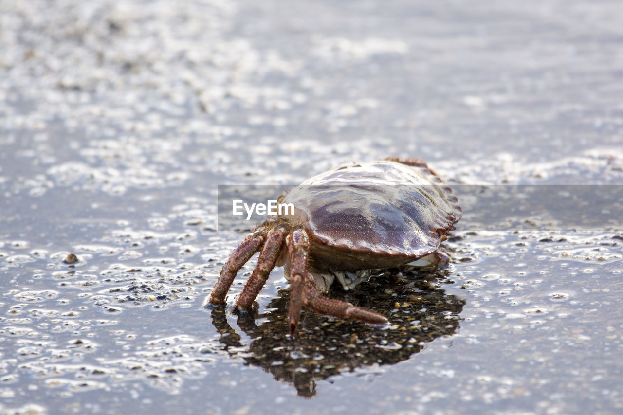 Close-up of crab on beach