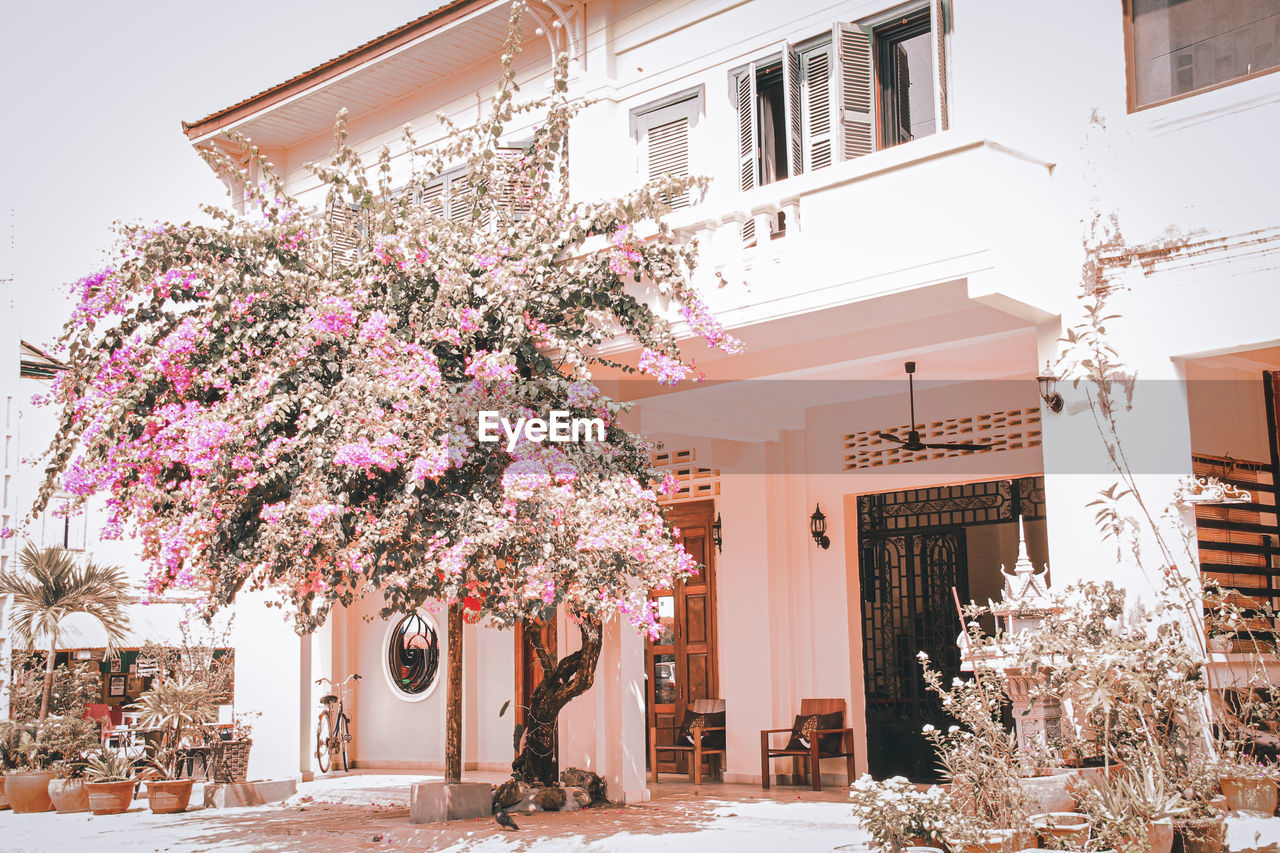 PINK FLOWERING TREE BY BUILDINGS