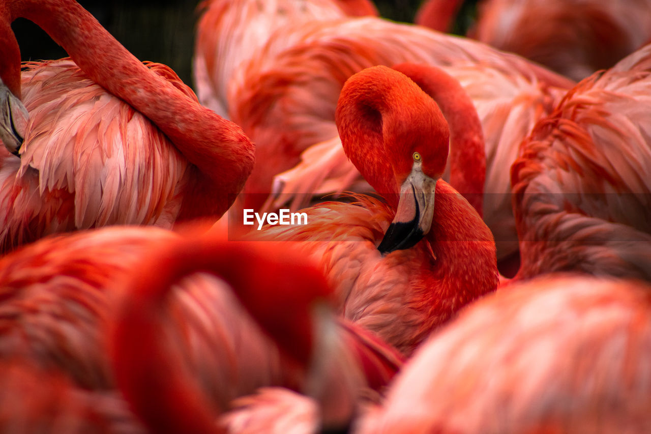 Flamingo herd focussed on one bird