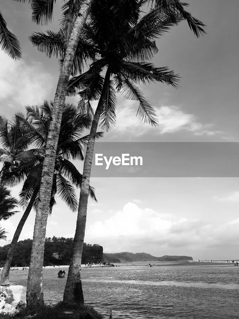 Palm trees on beach against sky