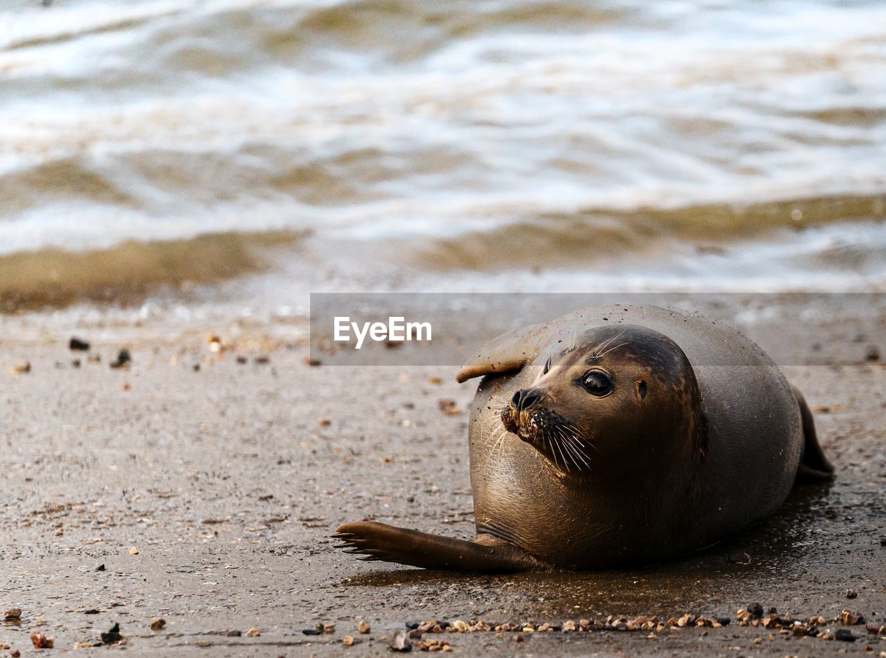 High angle view of a harbour seal on a river slipway