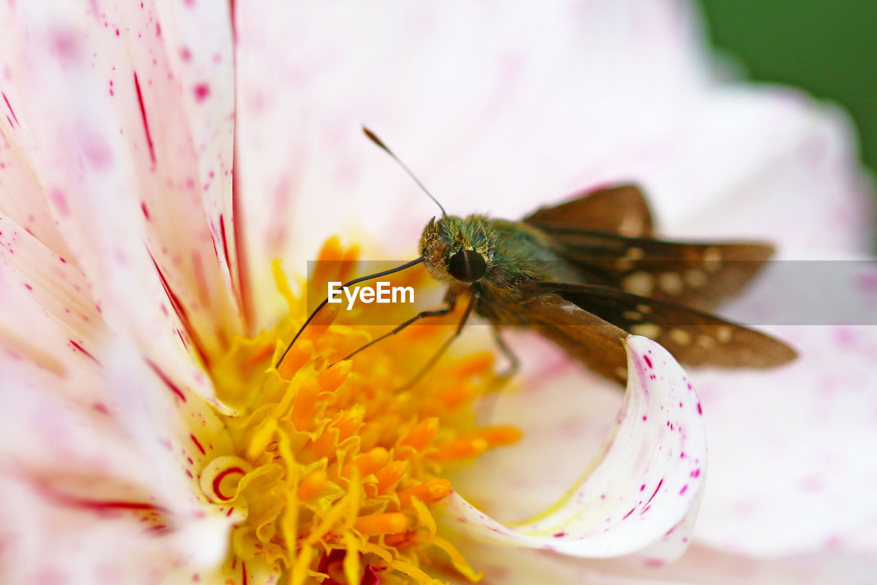 Close-up of insect on pink daisy