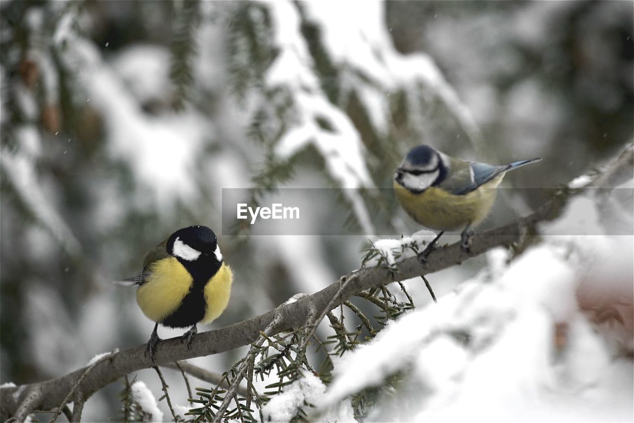 Great tits perching on twig during winter