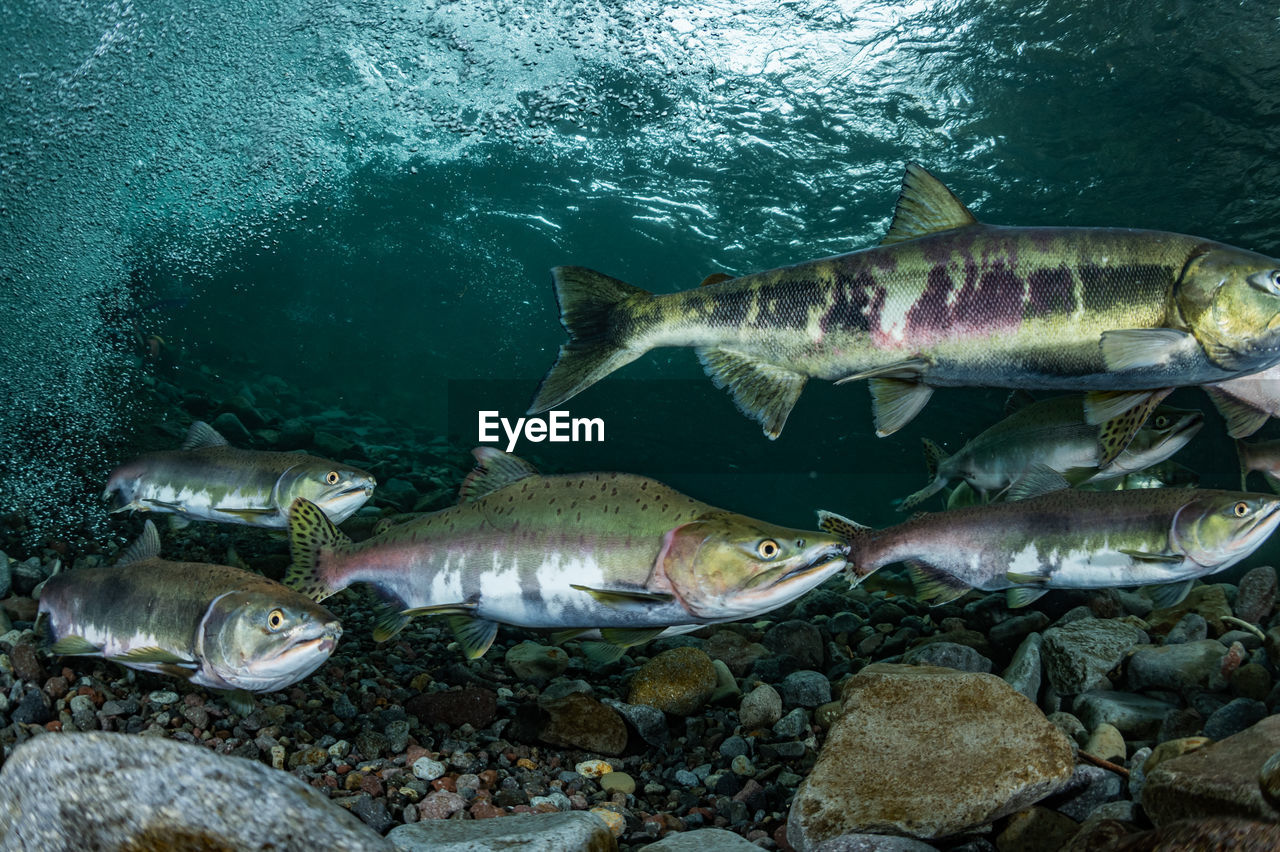 Pink salmon's run in rausu, hokkaido , japan